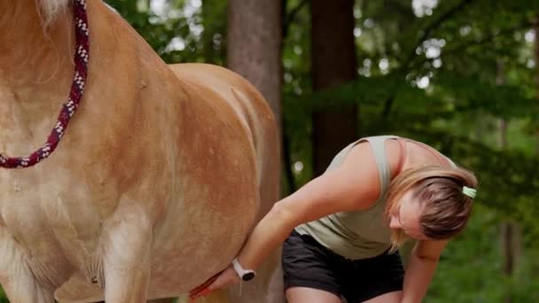 Caucasian Woman Her Small Horse Pony Woman Grooming Horse Brushing — Video Stock