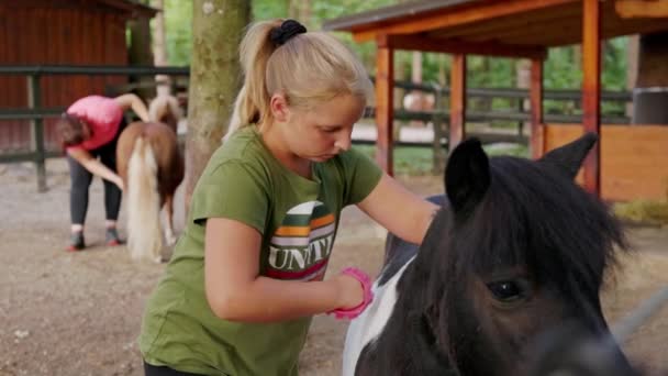 Caucasian Woman Her Small Horse Pony Woman Grooming Horse Brushing — Video Stock