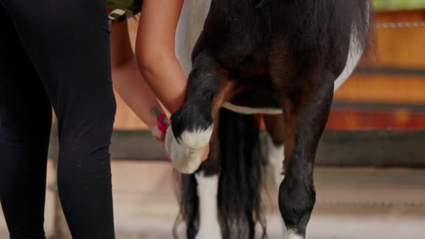 Caucasian Woman Her Small Horse Pony Woman Grooming Horse Brushing — Video