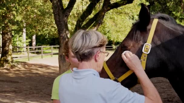 Back View Senior Woman Taking Care Sick Horse Inflamed Eyes — Vídeo de Stock
