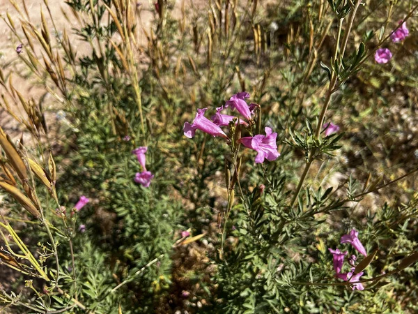 stock image Penstemon parryi or desert penstemon, is a wildflower native to the Sonoran Desert of Southern Arizona, northern Mexico and in Central Asia.