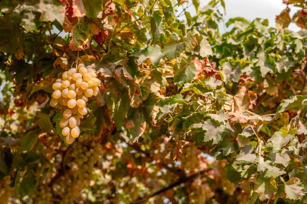 The grape arbors can be seen all over the countryside of Uzbekistan.