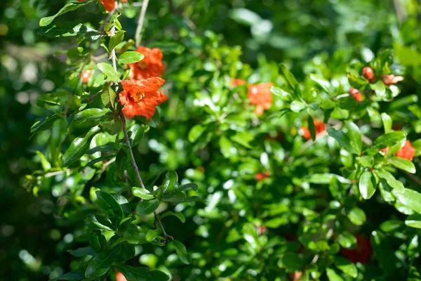 Beautiful Flowers Pomegranate — Stock Photo, Image