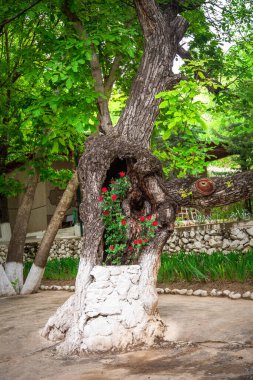 Ağaçta zamanla büyük bir delik açıldı ve sonra güller büyüdü..