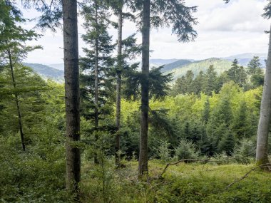 Kara Orman 'ın tepelerindeki güzel manzara.