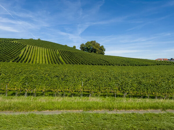 На протяжении многих километров вы можете увидеть виноградники на пути в Баварии.