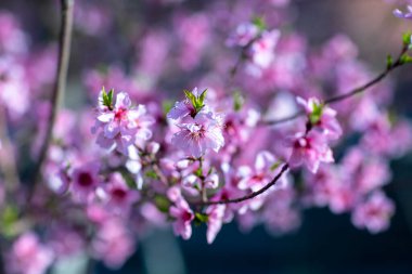 Şeftali çiçekleri çok güzel görünüyor..