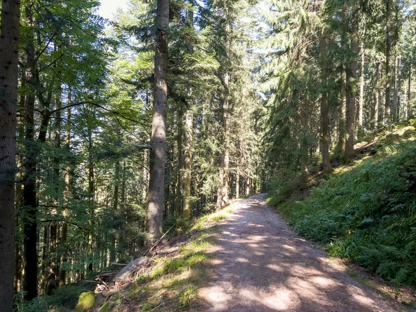 Sentier Des Randonneurs Forêt Noire Oberkirch — Photo