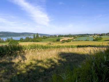 İsviçre 'deki Grfensee' deki yeşil alanlar.