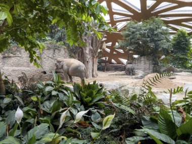 Modern hayvanat bahçesindeki filler.