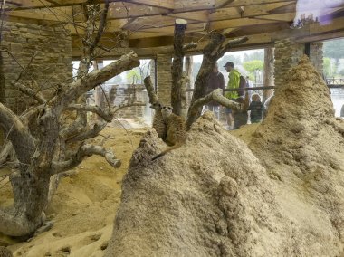 Zürih 'teki hayvanat bahçesindeki iki mirket..