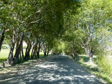 İki tarafında söğüt ağaçları olan yol..