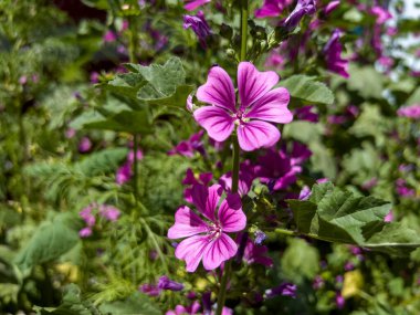 Mallow Ormanı ya da Mallow Ormanı, Malva familyasından Malvaceae familyasından bir bitki türü..