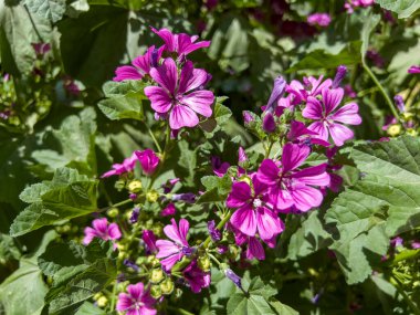 Malva sylvestris ebegümeci cins malva ailesinin Ebegümecigiller familyasından ve cins tipi türleri olarak kabul edilir.