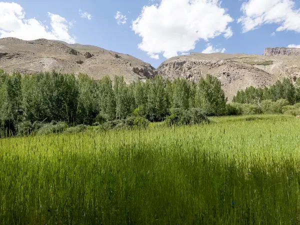 Pamir dağlarının önündeki yeşil doğa.