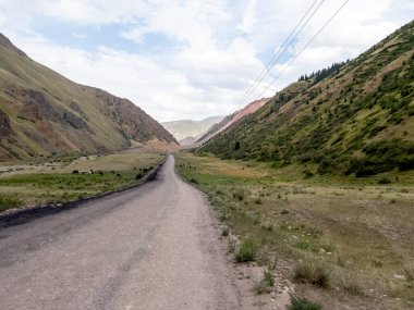 Gölgeli çayır ve inekler.