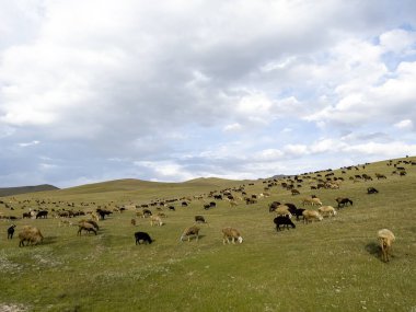Yokuştaki koyunlar.