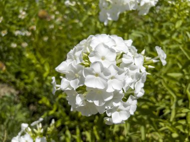 Phlox paniculata, siyanotik familyasından Phlox cinsinin bir türüdür..