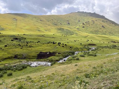 A beautiful stream in the meadow with yaks. clipart