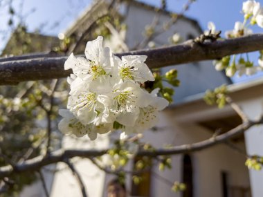 Kirazların güzel çiçekleri.