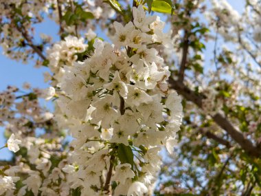 Baharda bir sürü kiraz çiçeği açar.
