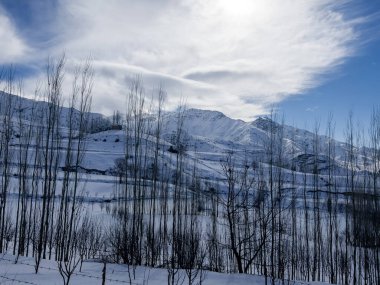 Dağlar ve kavak ağaçları
