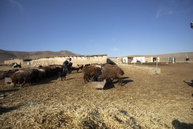 Adam keçilerini besliyor.