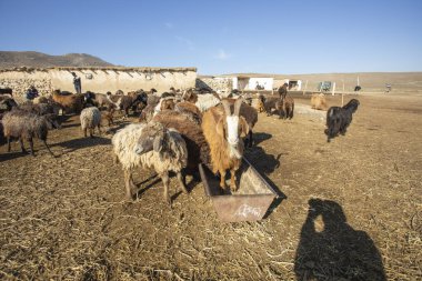 Özbekistan köyünde altın keçi