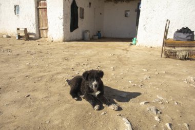 Yavru köpek ve sevimli gözleri var.