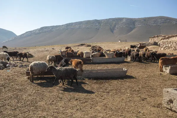 stock image old feeding ground for sheep