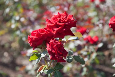  Yunanlılar ve Romalılarda güller Afrodit ve Venüs 'tür.
