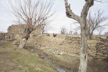 Duvarın tepesinde bir tavuk