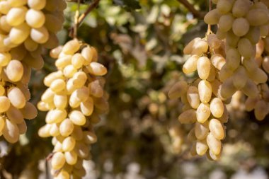 Üzümler, yoncalar,