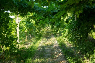 Çimenler aşağı ve üzümler aşağı