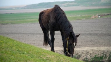 çim yeme bir siyah at