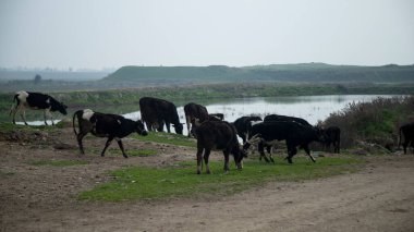 cow drink water from the the pond clipart