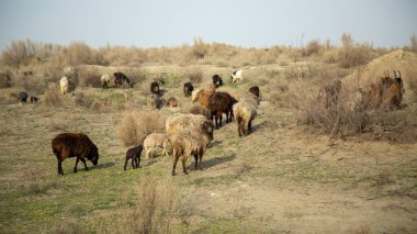 Özbekistan 'da rastgele koyunlar