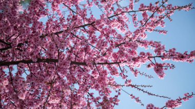 Aşağıdan bakınca pembe çiçek.