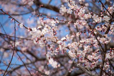 Çiçeklerin beyaz ve pembe rengi