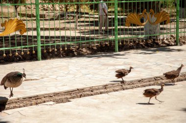 Anne bir anne bebekleriyle yürüyor.