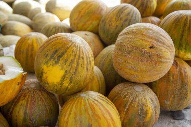 Özbekistan 'da güzel yuvarlak kavunlar