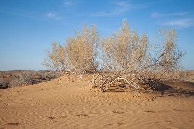 Özbek çölünde yeşil bitkiler