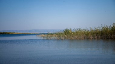 Nehir kenarındaki çimenler.