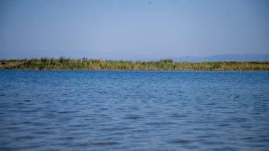 Nehir suyundaki bir ot.