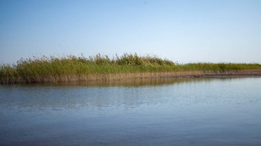 Nehirde bu uzunlukta bir ot