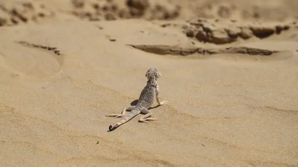 Ağa kertenkelesi sıcak havada geri döndü.