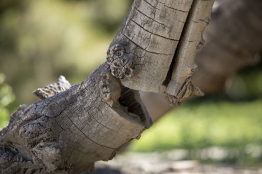 Kırık bir ağaç dalı.