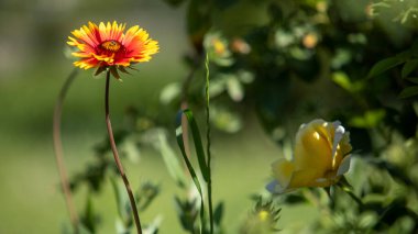 a red yellow flower in uzbekistan clipart