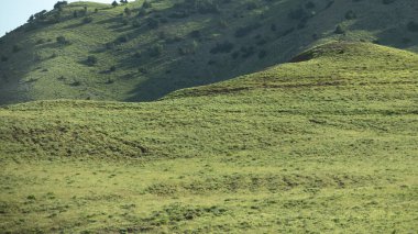 Özbekistan 'ın çimen dağı