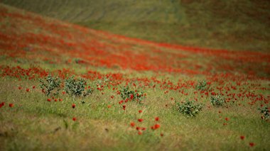 Özbekistan dağında haşhaş çiçeği